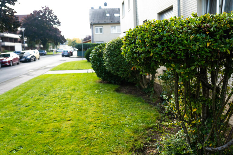 Gebäudereinigung-köln-Gartenpfege-hecke-pflegen